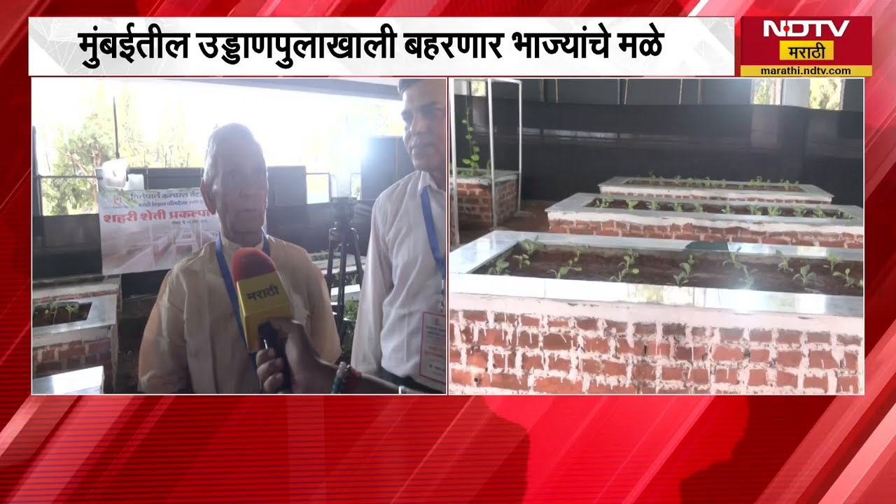 Mumbaiत पहिला Urban Farming प्रकल्प! Vile Parle कल्चरल सेंटरचा पुढाकार, उड्डाणपुलाखाली भाज्यांचे मळे