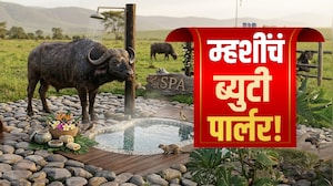 Special Report | म्हशीच Beauty Parlour! Manyachiwadi गावाची अनोखी शक्कल, राज्यभर चर्चा | Satara News