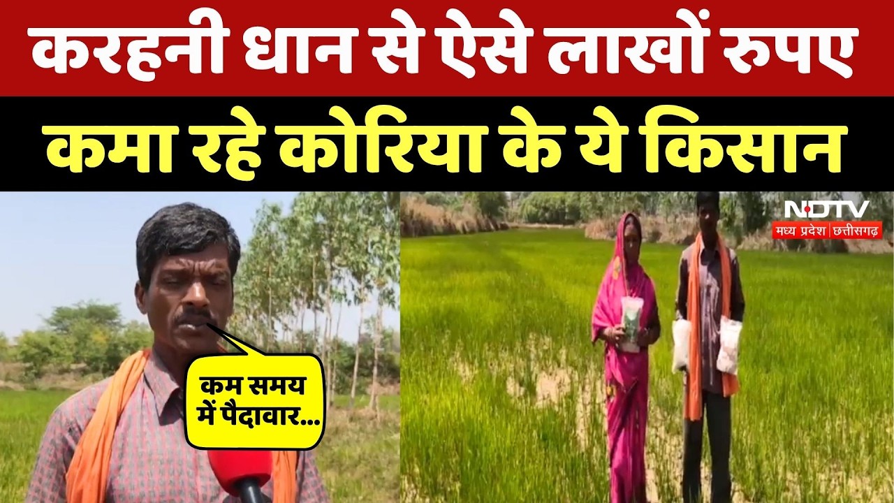 Karhani Rice in Korea: कोरिया के किसानों के लिए ऐसे वरदान बना 'करहनी धान'! Chhattisgarh Farming