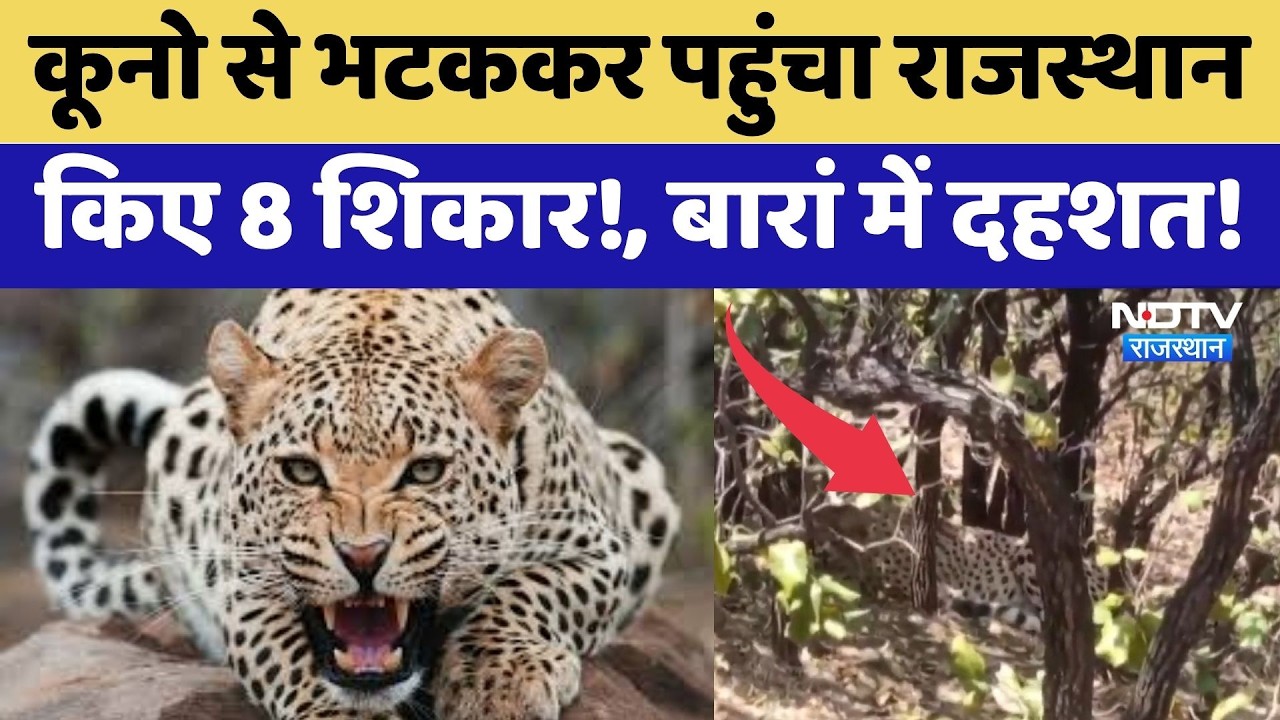Baran News: Kuno से भटककर पहुंचा राजस्थान, किए 8 शिकार!, बारां में दहशत! | Latest News