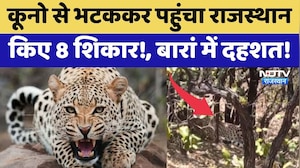 Baran News: Kuno से भटककर पहुंचा राजस्थान, किए 8 शिकार!, बारां में दहशत! | Latest News