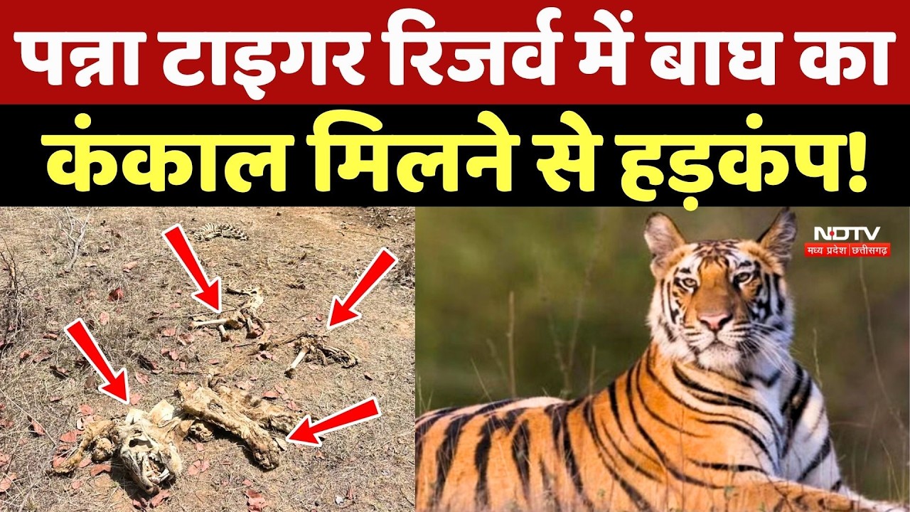 Panna Tiger Death: Panna Tiger Reserve में बाघ का कंकाल मिलने से हड़कंप!