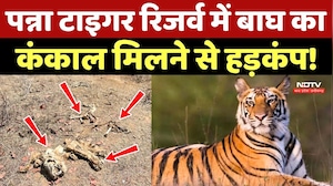 Panna Tiger Death: Panna Tiger Reserve में बाघ का कंकाल मिलने से हड़कंप!
