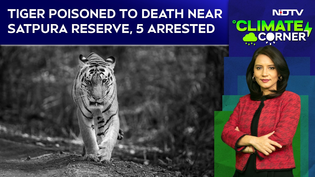 Radio-Collared Tiger Killed in Satpura: Rising Human–Wildlife Conflict in Madhya Pradesh
