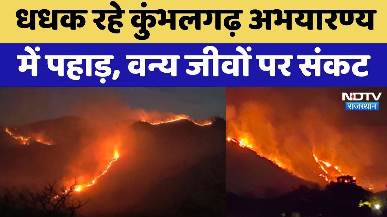 Kumbhalgarh Sanctuary में भीषण आग | Rajasthan Top News | Wildlife Crisis | Rajasthan Top News
