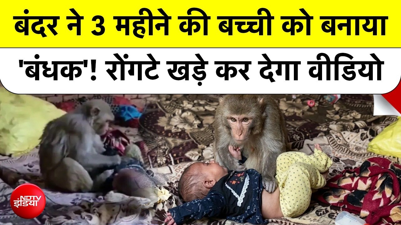 Monkey ने 3 Month Old Baby को बनाया Hostage, Muzaffarnagar का Viral Video देखकर रूह कांप जाएगी
