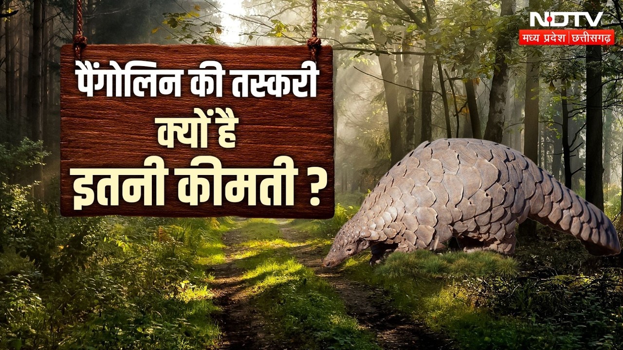 Raipur News: 50 करोड़ की Pangolin का Rescue, वन्यजीव तस्करी के बड़े नेटवर्क का ऐसे हुआ भंडाफोड़!