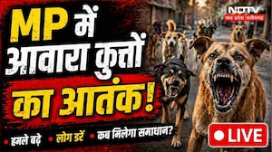 Stray Dog Attack: शहर-शहर स्ट्रीट डॉग का कहर, 79 दिन में 6 की मौत से हड़कंप! NDTV MPCG News