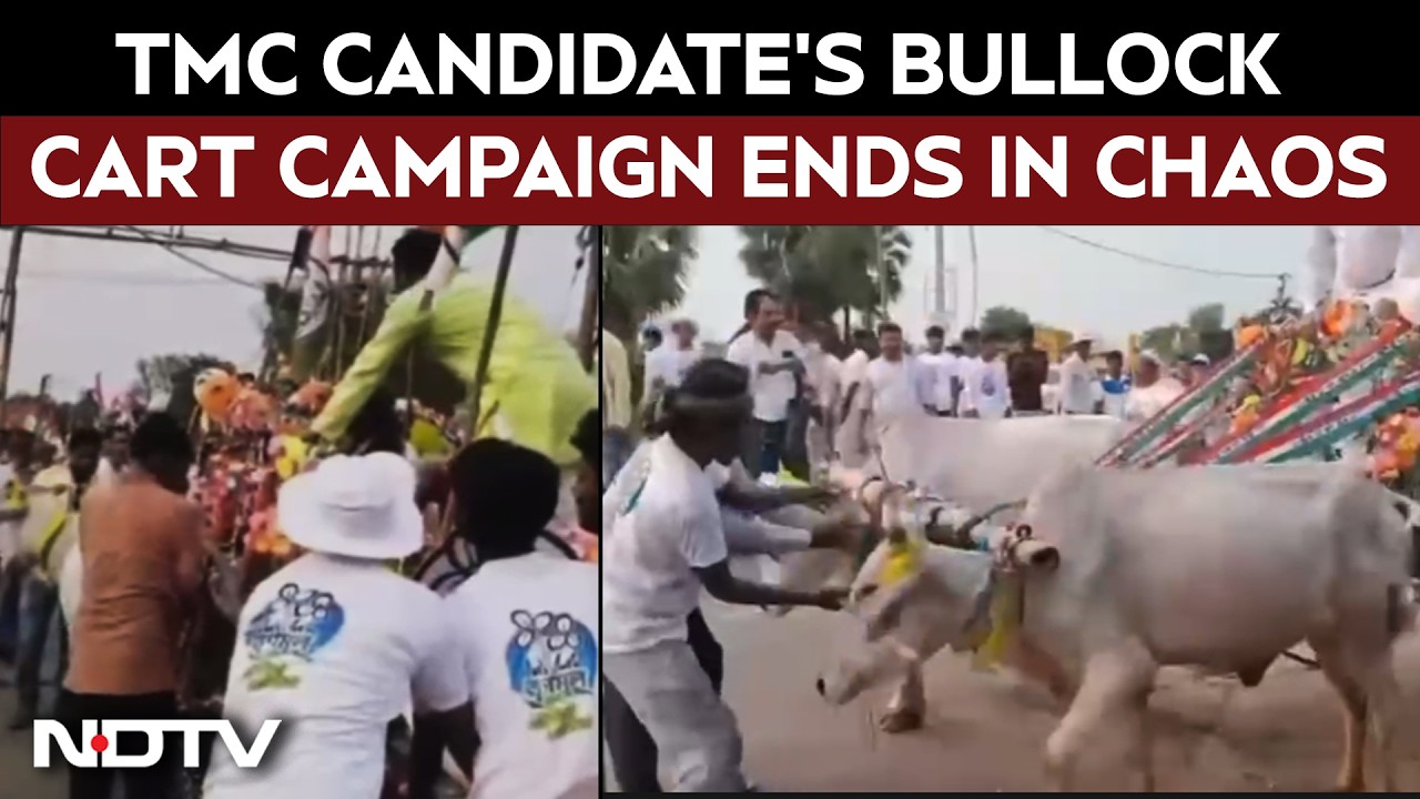 Viral | TMC Candidate&rsquo;s Bullock Cart Campaign Goes Off Track As Bulls Trigger Chaos During Rally