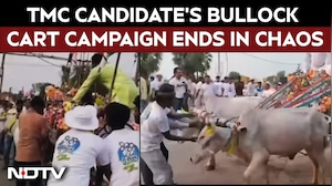 Viral | TMC Candidate&rsquo;s Bullock Cart Campaign Goes Off Track As Bulls Trigger Chaos During Rally