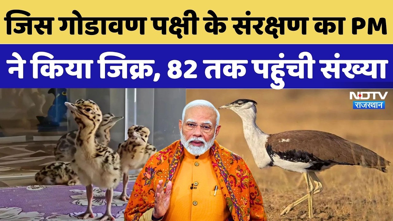 PM Modi Mann ki Baat: जिस गोडावण पक्षी के संरक्षण का PM Modi ने किया जिक्र, 82 तक पहुंची संख्या