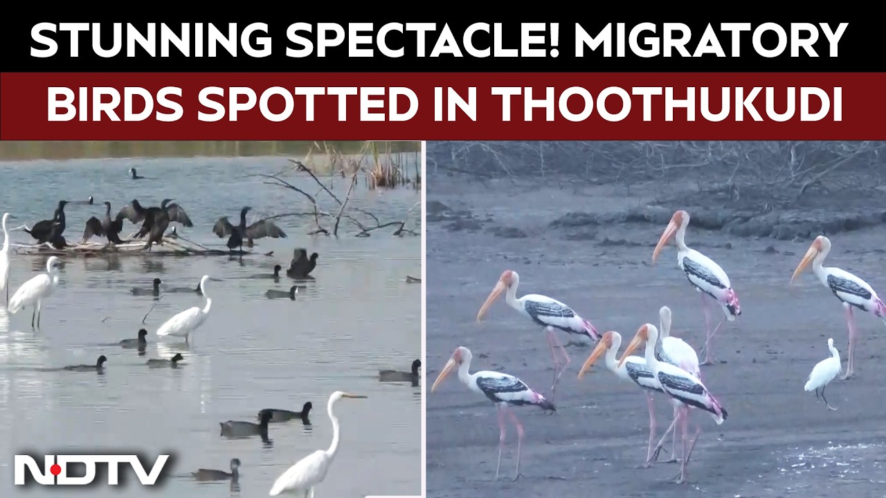 Stunning Spectacle: Migratory & Resident Birds Spotted In Thoothukudi Water Bodies