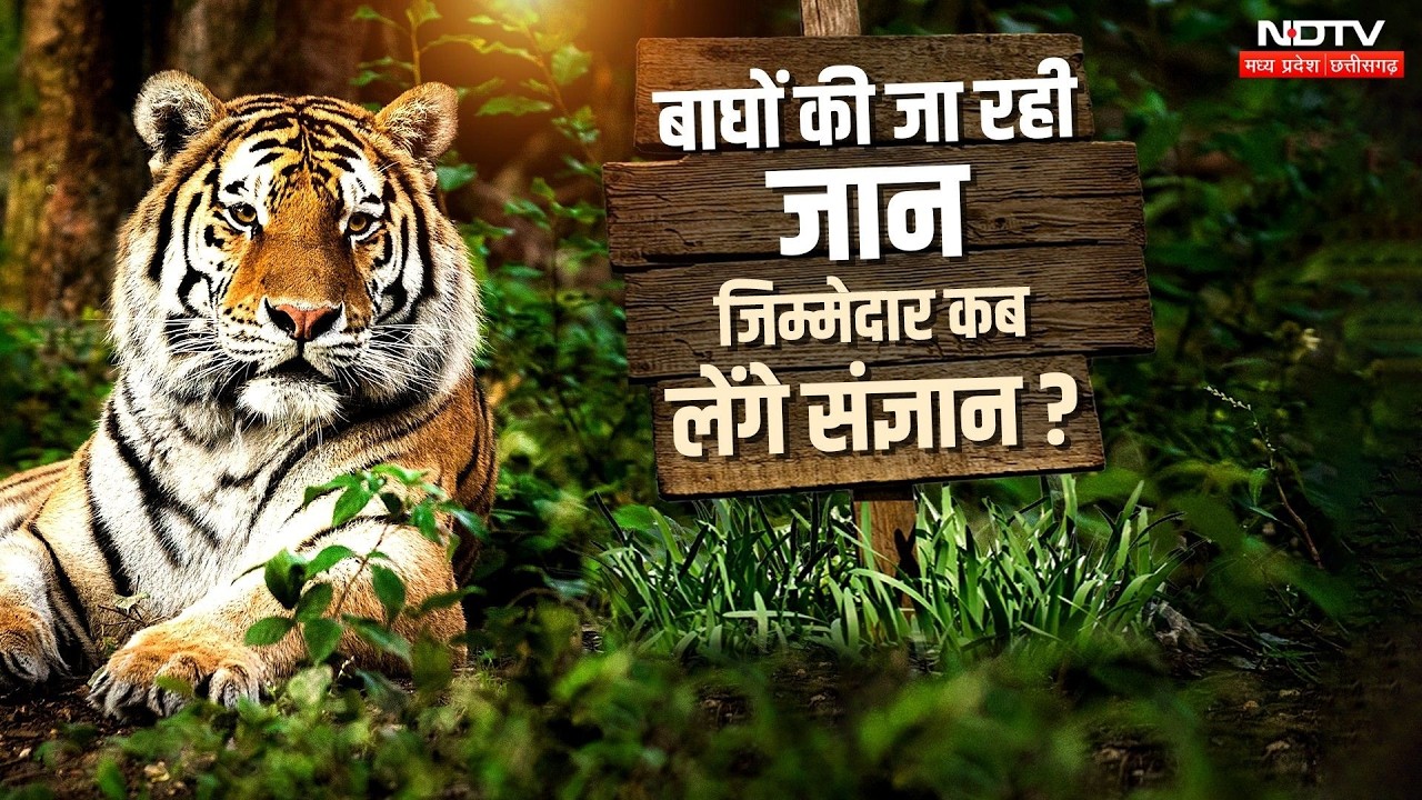 Kanha Tiger Reserve News: 9 दिन में 4 शावकों समेत 5 Tigers की मौत, Forest Department पर उठे सवाल!