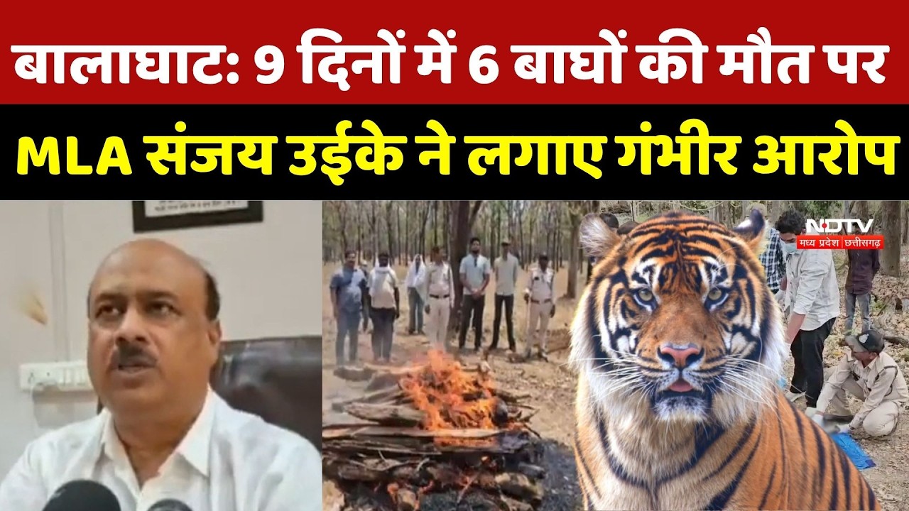 Balaghat Kanha Tiger Reserve में 9 दिनों में 6 बाघों की मौत, कौन जिम्मेदार? Tiger Death | Wild Life