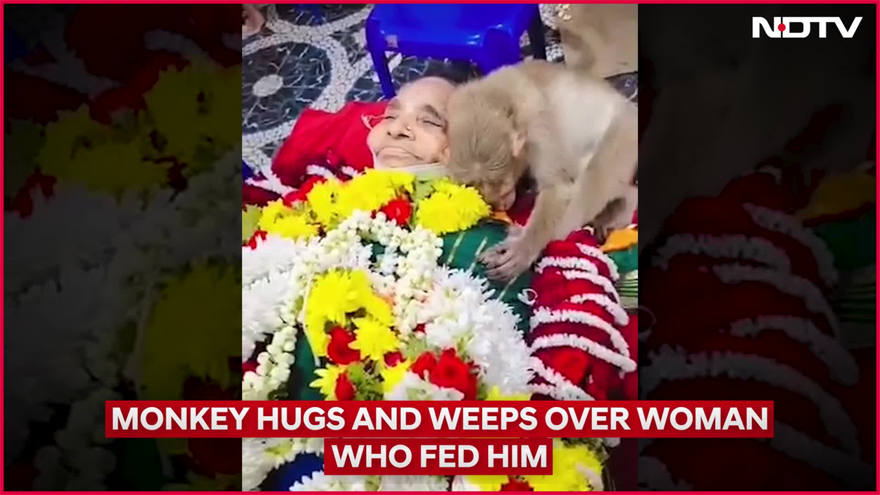 Monkey Mourns Elderly Woman Who Fed It For Years In Karnataka, Emotional Video Viral