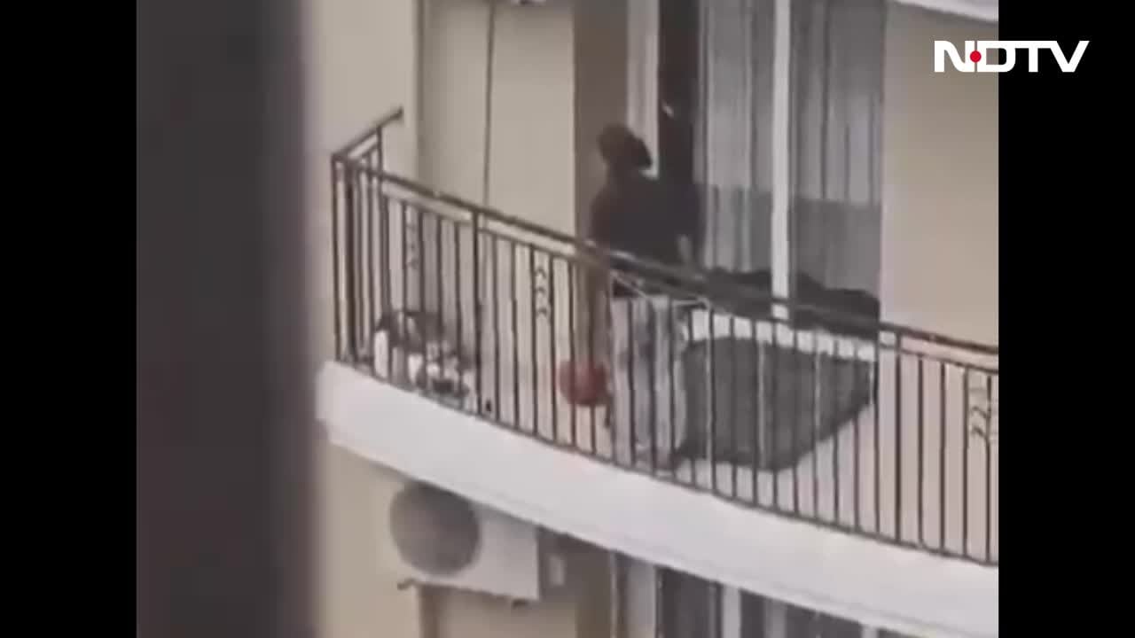 डंडा उठाया और शुरू हो गई पिटाई... नोएडा में पालतू कुत्ते संग बेरहमी करते मालिक का VIDEO वायरल