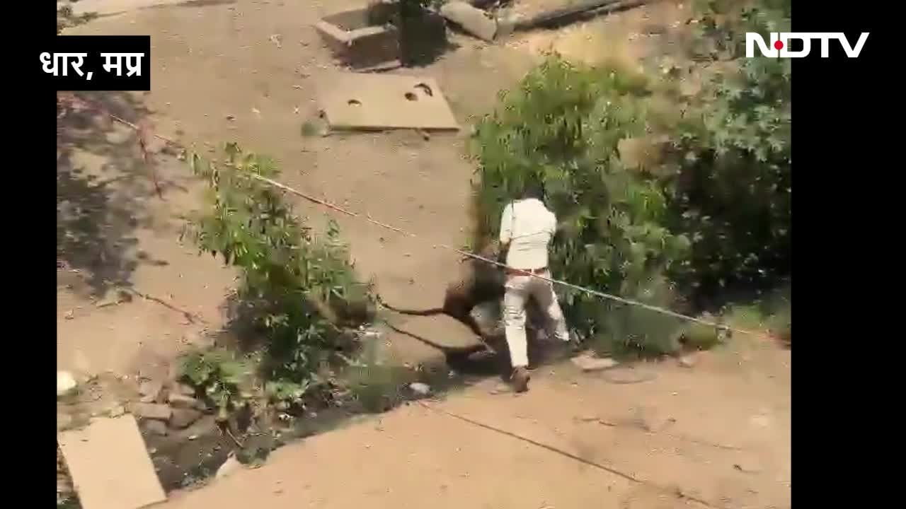 तेंदुए के साथ इंसान की लड़ाई... गांव में जिसने भी देखा ये मंजर, दहल गया