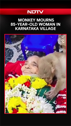 Monkey Mourns Elderly Woman Who Fed It For Years In Karnataka