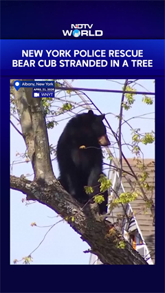 New York Police Rescue Bear Cub Stranded In A Tree