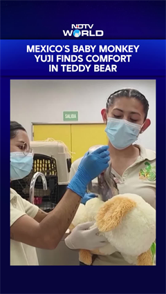 Baby Monkey Yuji In Mexico Finds Comfort In Teddy Bear