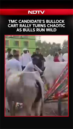 Viral Video | TMC Candidate&rsquo;s Bullock Cart Rally Turns Chaotic As Bulls Run Wild