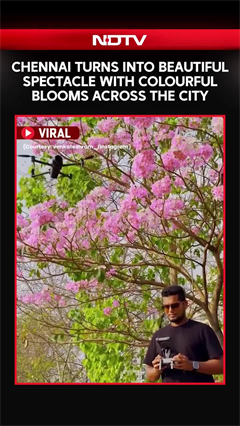 Video: Chennai Turns Into Beautiful Spectacle With Colourful Blooms Across The City