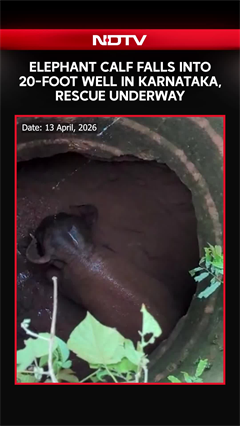 Elephant Calf Falls Into 20-Foot Well In Karnataka, Rescue Underway