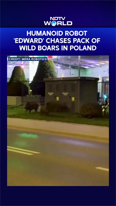 Video: Humanoid Robot 'Edward' Chases Pack Of Wild Boars In Poland