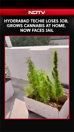 Ganja Addiction Costs Hyderabad Techie His Salary. He Then Grows Them At Home