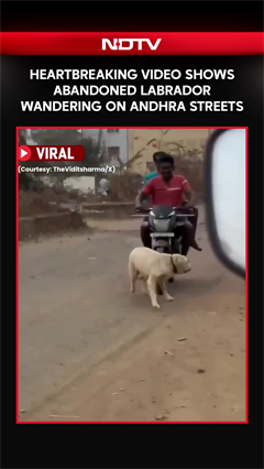 Heartbreaking Video Shows Abandoned Labrador Wandering On Andhra Pradesh Streets
