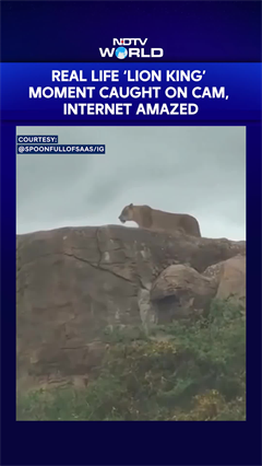 Real Life &lsquo;Lion King&rsquo; Moment Caught On Cam, Internet Amazed