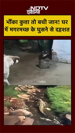 कुत्ता भौंका तो बची, घर में घुस आया मगरमच्छ