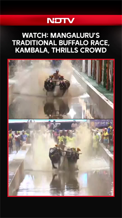 Video: Video: Mangaluru’s Traditional Buffalo Race, Kambala, Thrills Crowd