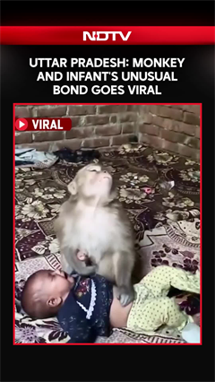 Monkey 'Watches Over' Sleeping Infant In UP's Muzaffarnagar