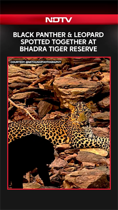 Black Panther And Leopard Spotted Together At Bhadra Tiger Reserve, Video Goes Viral