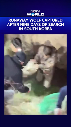 Runaway Wolf Captured After nine Days of Search In South Korea