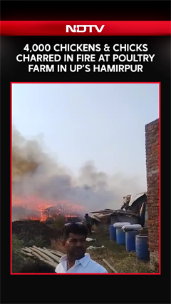 Video: More Than 4,000 Chickens & Chics Charred In Fire At Poultry Farm In Uttar Pradesh's Hamirpur