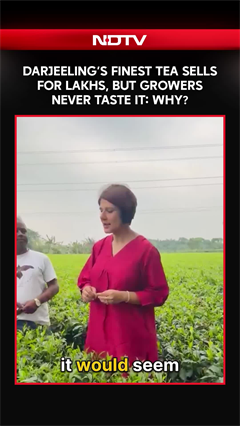 Darjeeling Tea Mystery: Why Growers Never Taste The Costliest Leaves