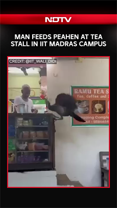Man Feeds Peahen At A Tea Stall In IIT Madras Campus