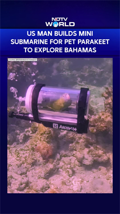 Viral: US Man Builds Tiny Submarine For Pet Parakeet For Bahamas Trip