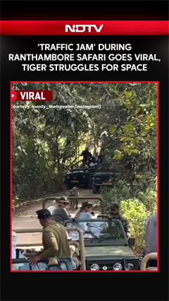 Ranthambore News | 'Traffic Jam' During Ranthambore Safari Goes Viral, As Tiger Struggles For Space