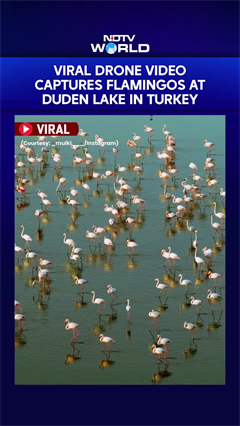 Viral Drone Video Captures Flamingos At Duden Lake In Turkey