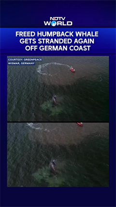 Humpback Whale Stranded Again As Its Odyssey Off The Baltic Sea Coast Stretches On