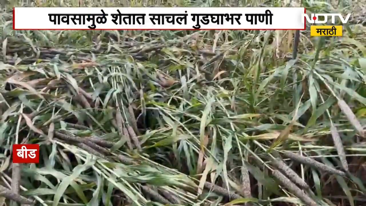 Beed जिल्ह्यात निसर्गाच्या लहरीपणाचा भीषण फटका, पावसामुळे शेतात गुडघाभर पाणी; पिकं जमीनदोस्त