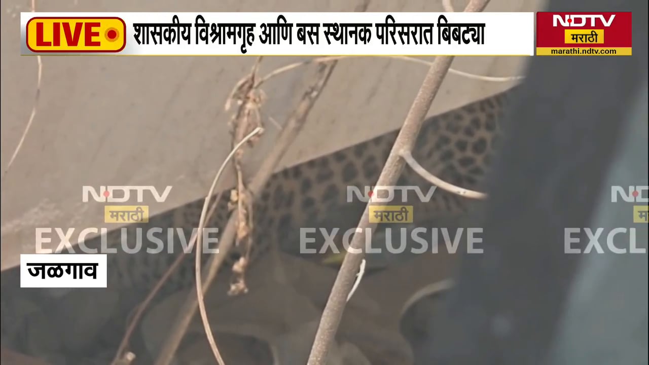 Jalgaon | मुक्ताईनगर बस स्थानकात दिसला बिबट्या | NDTV मराठी