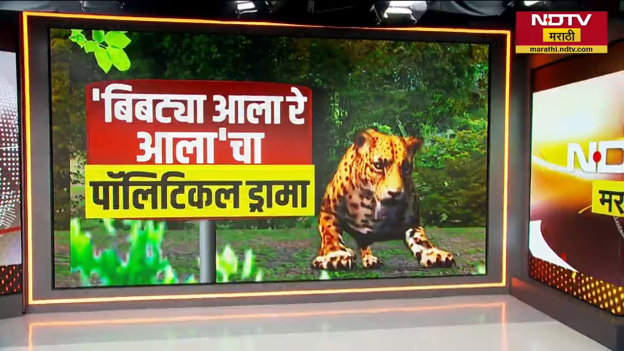 बिबट्या आला रे आला... Jalgaon मध्ये राजकीय ड्रामा; बिबट्याला MLA चंद्रकांत पाटलांनी मारले फटके