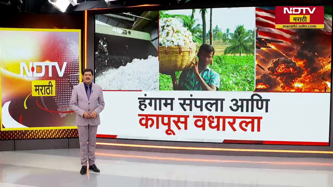 कापसाचा भाव वाढला, पण शेतकऱ्यांना फायदा नाही; काय आहे त्यामागचं कारण? पाहा हा Special Report