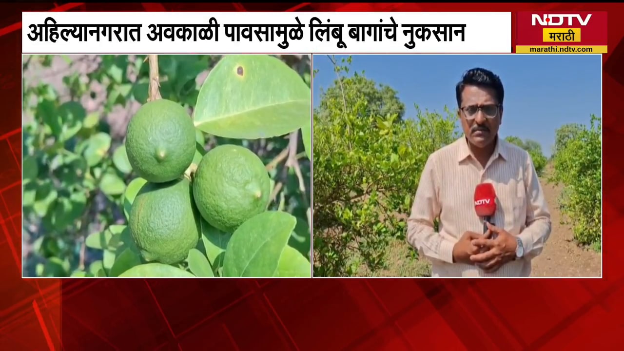 Unseasonal Rain in Ahilyanagar | अहिल्यानगरात अवकाळी पावसामुळे लिंबू बागांचे मोठं नुकसान