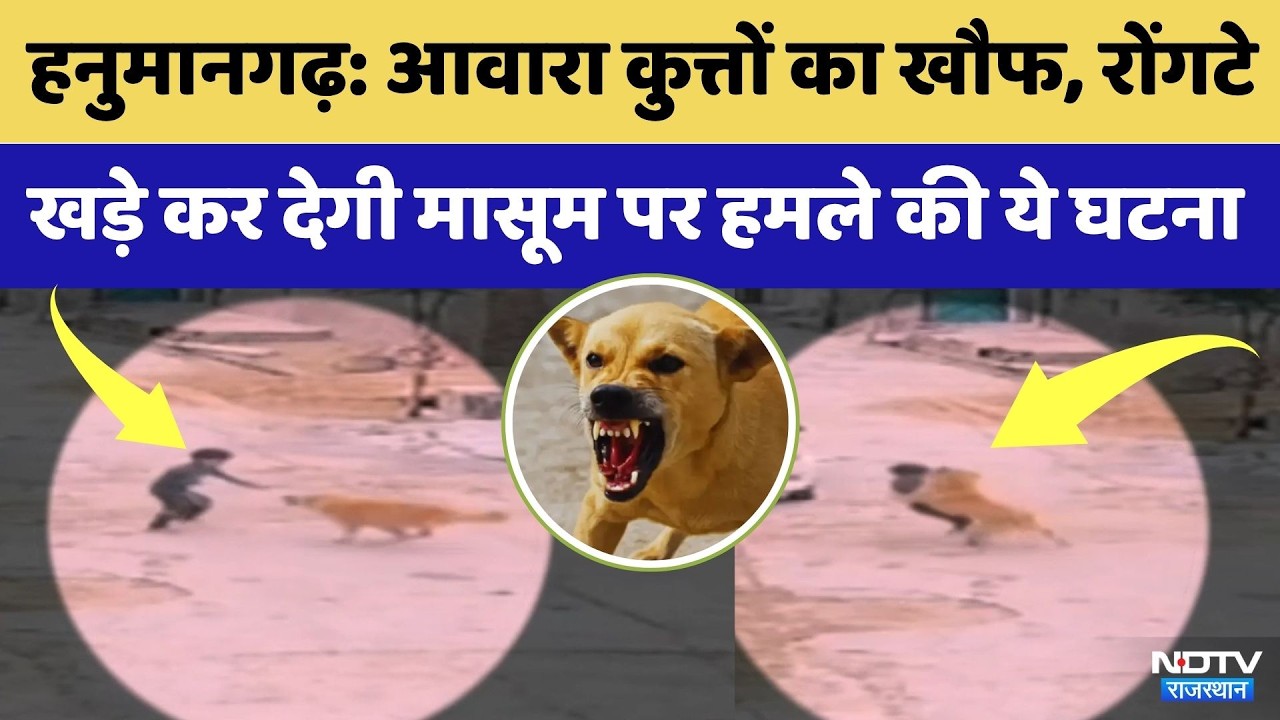 Hanumangarh Dog Attack: कुत्तों का खौफ: मासूम पर  किया हमला | Viral Video