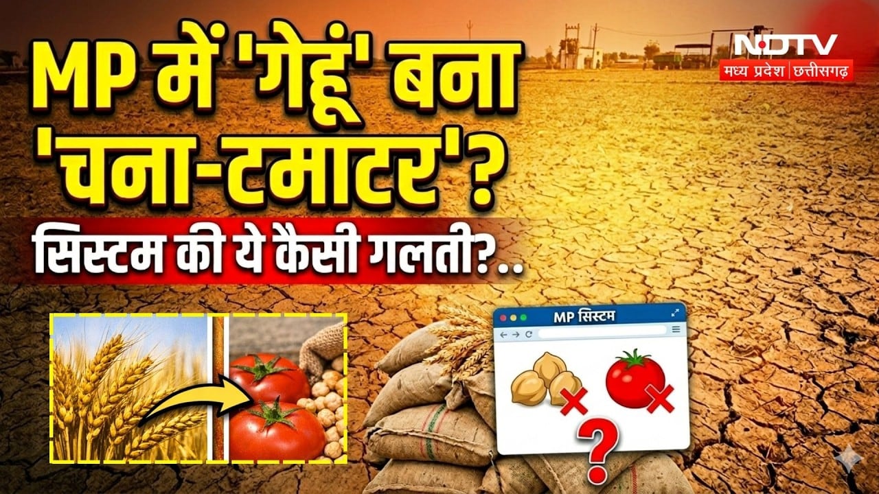 MP Wheat Procurement 2026: MP में 'गेहूं' बना 'चना-टमाटर ? System की ये कैसी गलती?